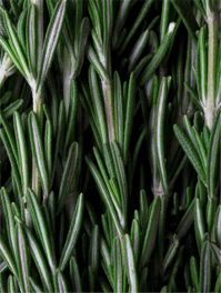 Deep Cleanse Scalp Scrub, Rosemary & Mint