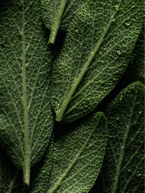 Omega 6-9 Glowing Skin Body Oil